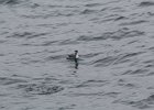 Horned Grebe (60)