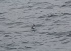 Horned Grebe (61)