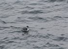 Horned Grebe (63)