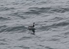 Horned Grebe (64)