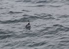 Horned Grebe (65)