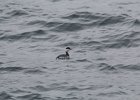 Horned Grebe (66)