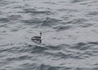 Horned Grebe (67)