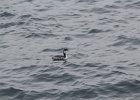 Horned Grebe (68)