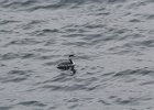 Horned Grebe (69)
