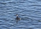 Horned Grebe (70)