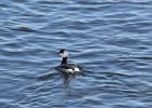 Horned Grebe (71)