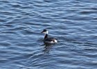 Horned Grebe (72)