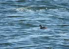 Horned Grebe (73)