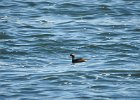 Horned Grebe (74)