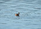 Horned Grebe (75)