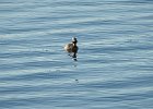 Horned Grebe (76)