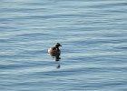 Horned Grebe (77)