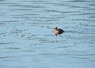Horned Grebe (78)