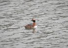Horned Grebe (80)