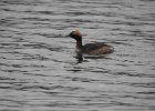Horned Grebe (81)
