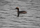 Horned Grebe (82)