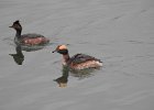 Horned Grebe (83)