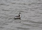 Horned Grebe (9)