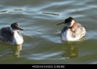 006 - 96 Red-necked Grebe