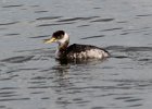 101Red-necked Grebe