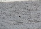 Red-necked Grebe (1)