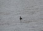 Red-necked Grebe (10)