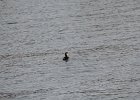 Red-necked Grebe (11)