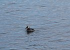 Red-necked Grebe (12)