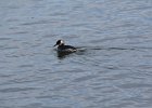 Red-necked Grebe (13)