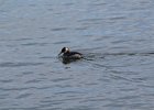 Red-necked Grebe (14)