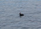 Red-necked Grebe (15)