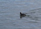 Red-necked Grebe (16)