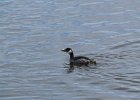 Red-necked Grebe (17)