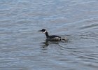 Red-necked Grebe (18)