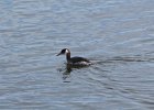 Red-necked Grebe (19)