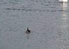 Red-necked Grebe (2)