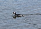Red-necked Grebe (20)