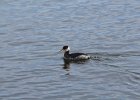 Red-necked Grebe (21)