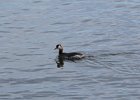 Red-necked Grebe (22)