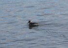 Red-necked Grebe (23)