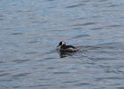 Red-necked Grebe (24)