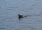 Red-necked Grebe (25)