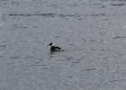 Red-necked Grebe (3)