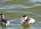 Red-necked Grebe (30)