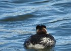 Red-necked Grebe (32)