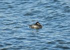 Red-necked Grebe (33)
