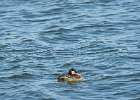Red-necked Grebe (34)
