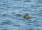 Red-necked Grebe (36)