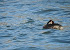 Red-necked Grebe (39)